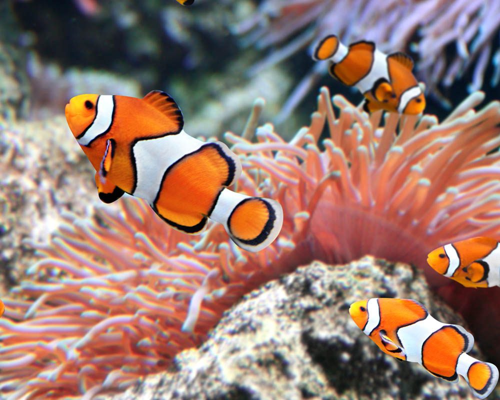 clownfish Panama City Gulf Coast Aquarium