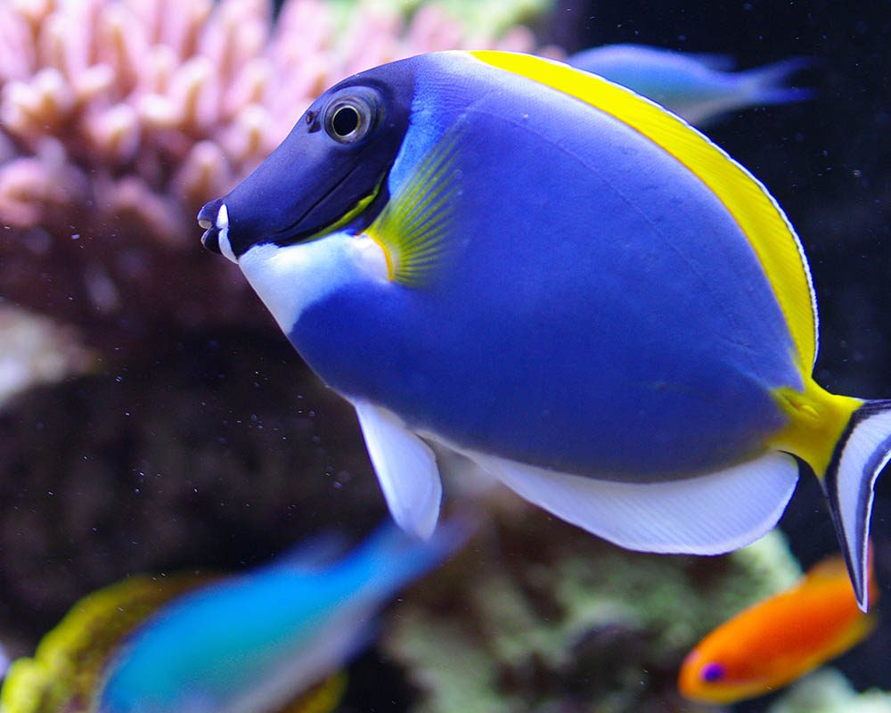 powder blue tang Panama City Gulf Coast Aquarium