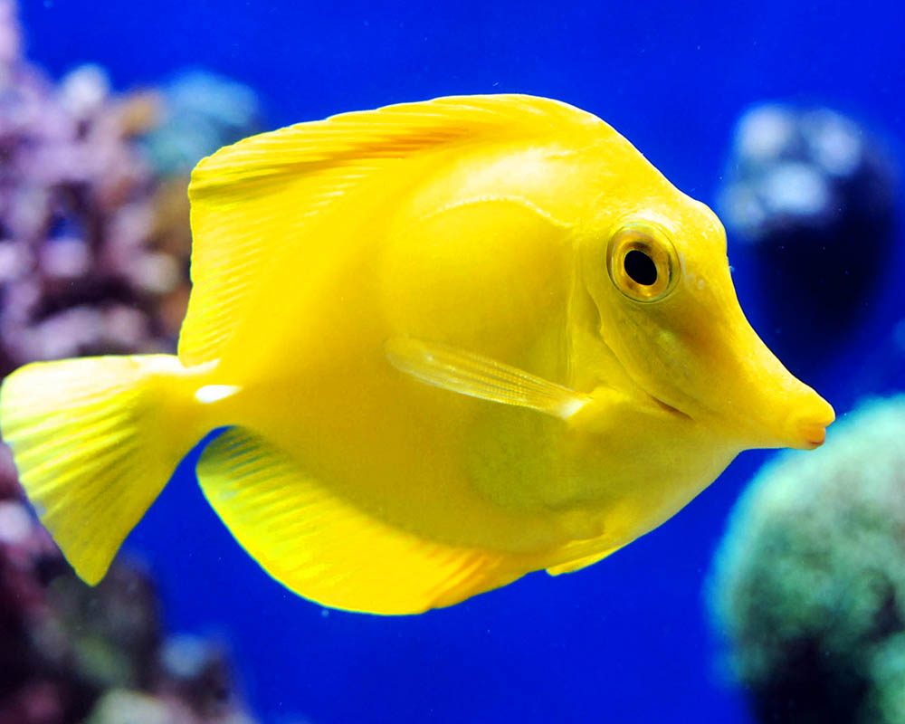 yellow hawiian tang Panama City Gulf Coast Aquarium