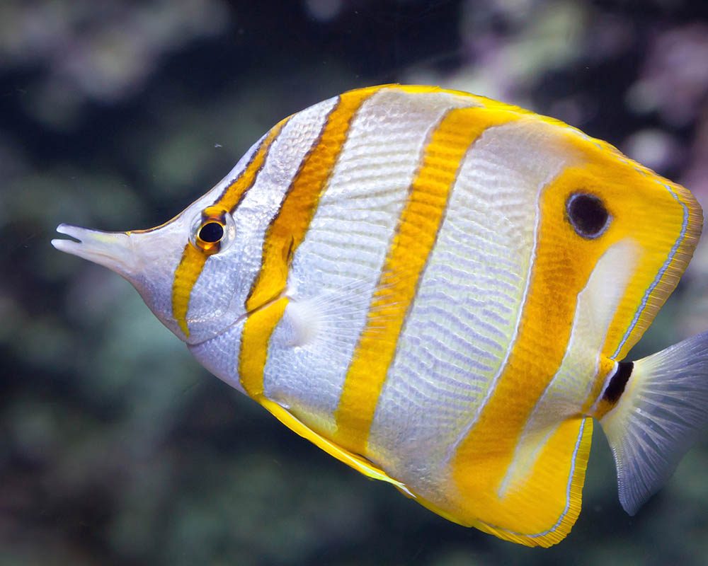 butterfly fish Panama City Gulf Coast Aquarium