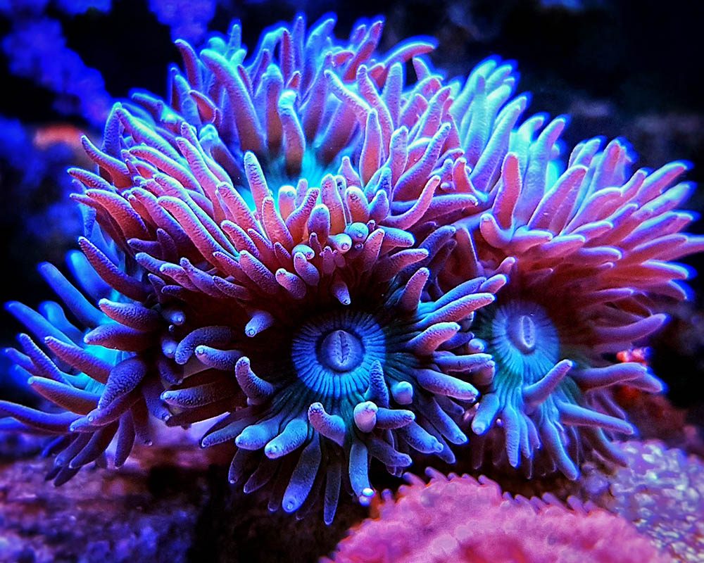 corals Panama City gulf coast aquarium