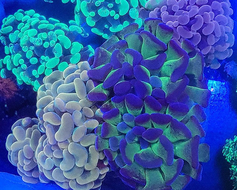 hammer corals Panama City gulf coast aquarium
