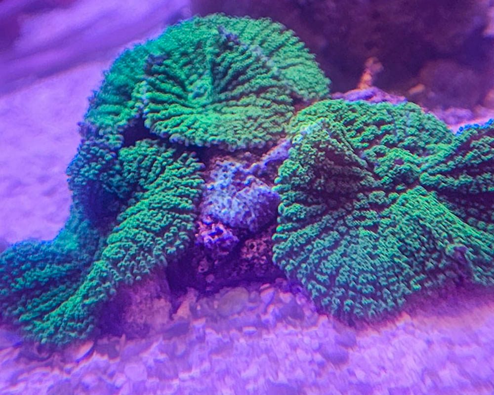 mushroom coral Panama City gulf coast aquarium