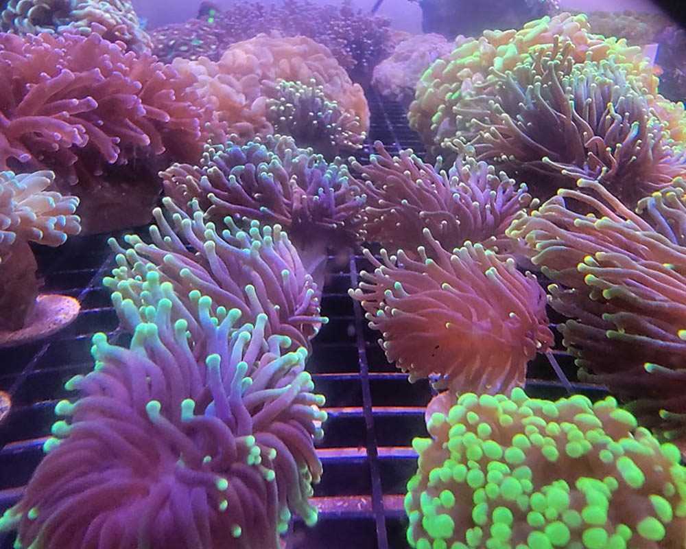 torch corals Panama City gulf coast aquarium